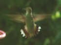 close up of hummingbird in hover