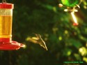 Hummingbird