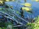 River Sludge in August,w/tree