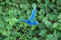 BLUEBIRD IN FLIGHT