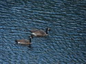 True Love on the river