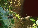 GEESE w/ GRAPEVINES
