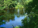 My front Yard on the lackawaxen river in PA.