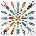 Beautiful Beetles