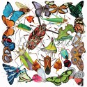 Amazon Insects