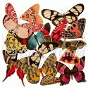 Moths and More Moths