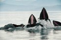 Humpback Whales Bubblenet Feeding for Herring