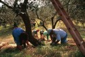 Olive Harvest in Tufillo