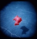 pink dog
