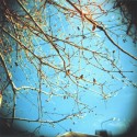 Tree and birds