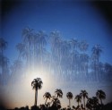 palms