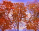 autumntrees2