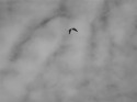 Flight of the bird