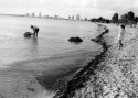 Beach at Key Biscayne