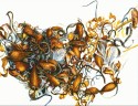 Kelp