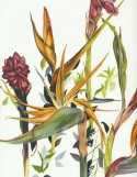 Strelitzia reginae