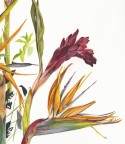 Alpinia purpurata