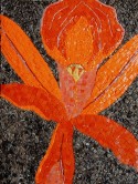 Orchid