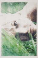 Grass