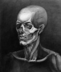 Skull Anatomy