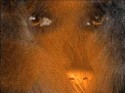 Werewoolman