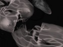 Fractal Fem