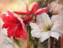 Amarilis
