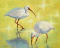 Ibis Two