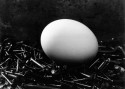 Nest
