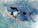 puffin