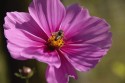 Fleur 1
