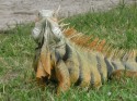 Iguana