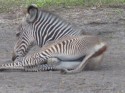 Baby Zebra