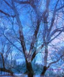 autumnintowintertrees
