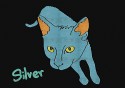 My Pattern Cat