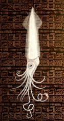 Giant Squid