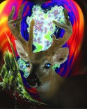 Everglades buck