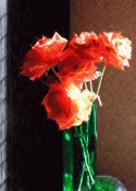 Roses and Sunlight