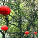 Chinese New Year in Los Angeles