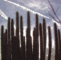 Cactus Arizona Sky