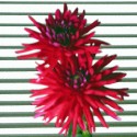 Dahlias