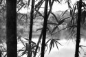 Bamboo Trees