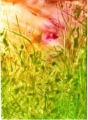 Abstract Garden