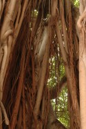Nature Shot