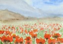 field with poppies, landscape no. 695