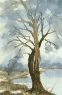 Old tree on the riverbank, no. 686