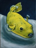 Bad tempered fish