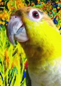 Caique-LOLA!