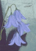 BlueBells